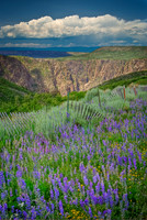 Black Canyon Lupine