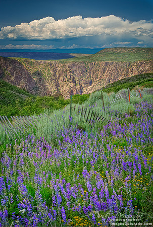 Black Canyon Lupine