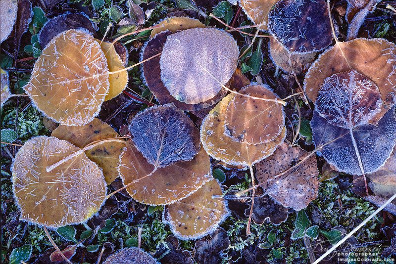 Sunlight Finds Frost