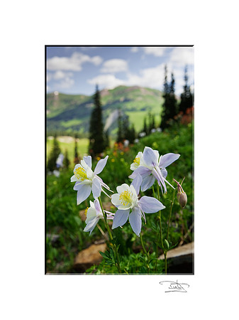Columbine Summer
