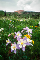 Baldy Columbines
