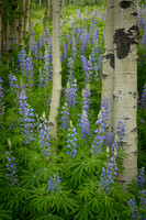Lush Lupine