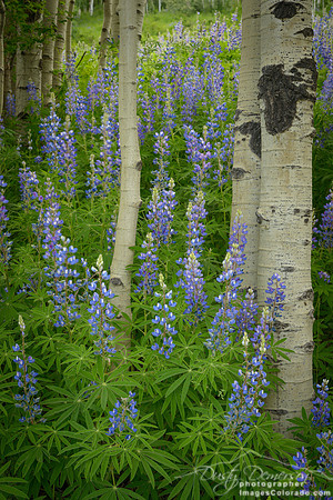 Lush Lupine