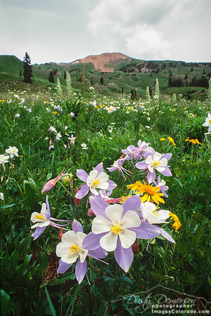 Baldy Columbines