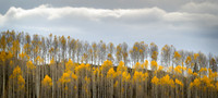 Autumn Lines