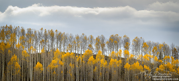 Autumn Lines