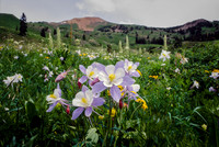 Sunny Columbines Below Baldy