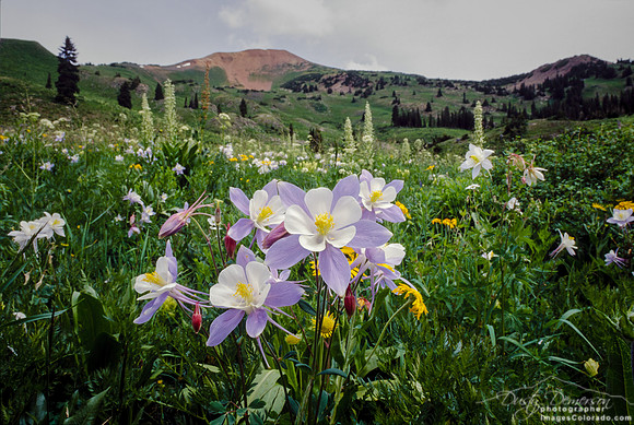 Sunny Columbines Below Baldy