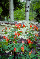 Elusive Red Columbine