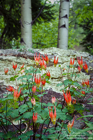 Elusive Red Columbine