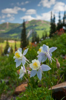 Columbine Summer
