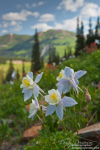 Columbine Summer
